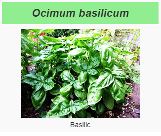 Fichier:Basilic.png