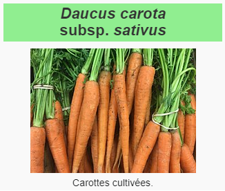 Fichier:Carotte.png