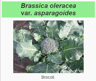 Fichier:Brocoli.png