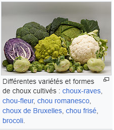 Fichier:Chou1.png