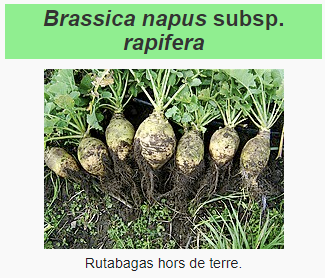 Fichier:Rutabaga.png
