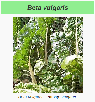 Fichier:Blette.png